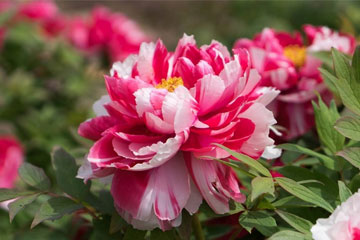 取英文名有什么講究嗎